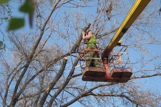 Обрезали более 2500 деревьев: районные службы благоустройства подвели итог работы за 9 месяцев