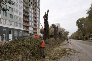 Благоустройство: уход за зелеными насаждениями