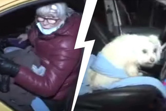 Зоозащитники забрали у женщины, живущей в машине на Уралмаше, собаку и кошек