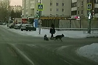 На Уралмаше маленького ребенка возит собака, запряженная в санки