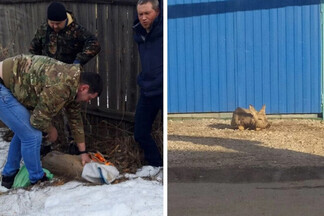 «Вывезли в лес». На Уралмаше жители спасли косулю