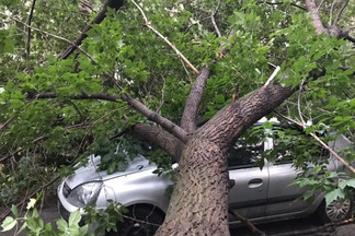 На Уралмаше огромное дерево рухнуло на две иномарки